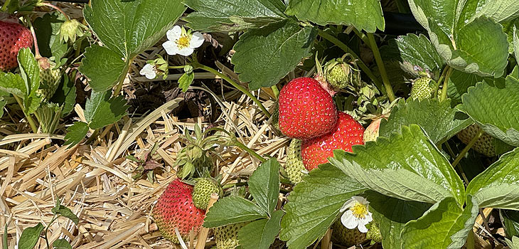  Auch Erdbeeren gibt es ab Mai, ein prefektes Match mit Spargel beim Waglerhof der Familie Gamperl (©Foto. Martin Schmitz)